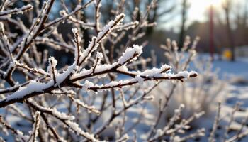 frozen branches glistening under morning sunlight. photo