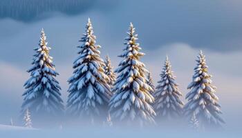 a group of snow dusted fir trees in the morning mist. photo