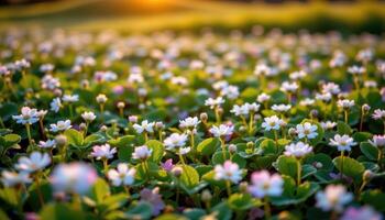 field of clover flowers under soft evening light. photo