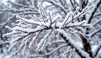 rime ice coating tree branches in layers. photo