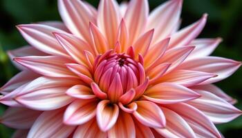petals of a dahlia flower radiating in perfect symmetry. photo