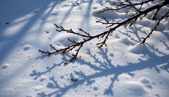 winter branches forming patterns in the snow's shadow. photo