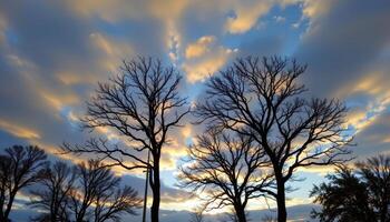 tree silhouettes against a dramatic sky. photo
