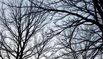 bare tree branches etched against a winter sky. photo