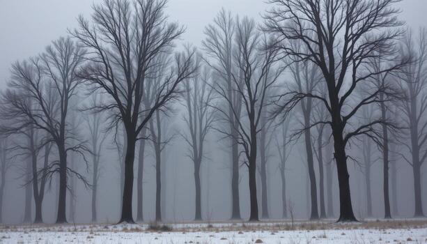 a grove of leafless trees in winter fog. photo