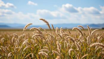 wild grasses swaying in a wide open plain. photo