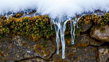 melting icicles dripping on mossy stone. photo