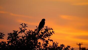 a parrot's silhouette at sunset, perched high on a tree. photo