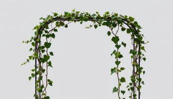 a geometric metal frame supporting climbing vines. photo