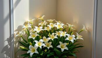 a corner display of peace lilies and soft lighting. photo