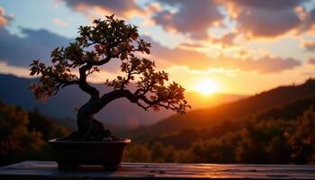 a bonsai silhouette under sunset light. photo