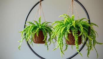 hanging ornamental ferns from a circular metal frame. photo