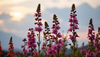 tall ornamental flowers swaying in twilight wind photo