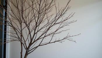 indoor tree with bare winter branches beside a textured wall photo