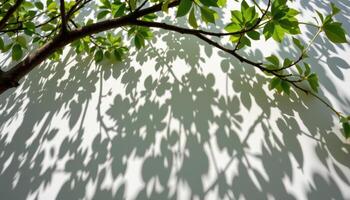 tree with fan shaped leaves casting overlapping shadows photo