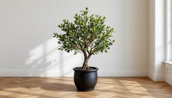 olive tree in a matte black pot on herringbone wooden flooring photo