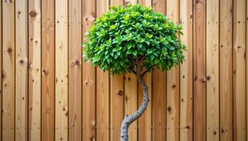 tree positioned against a backdrop of vertical wooden planks photo