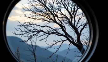tree silhouette framed in a round interior window photo
