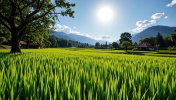verdant rice paddies under a blazing afternoon sun photo