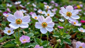 woodland floor blooming with wild anemones photo