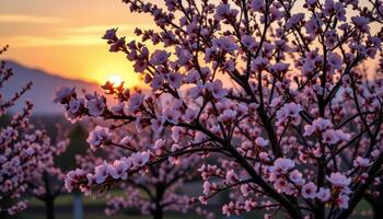 pastel hued sunset behind trees blooming with peach blossoms photo