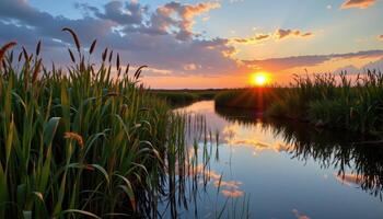 marshland with tall reeds and glowing evening sky photo