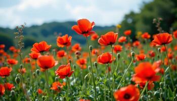 field of red poppies gently moving in a summer breeze photo