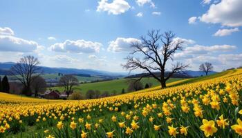 rolling hills covered in bright yellow daffodils photo