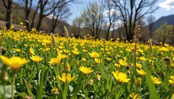 field of buttercups gently swaying in spring wind photo