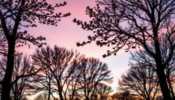 early blooming trees silhouetted against a pale pink sky photo
