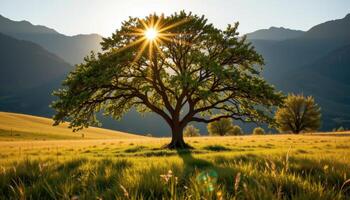 crooked tree in the center of a sunlit grassland photo