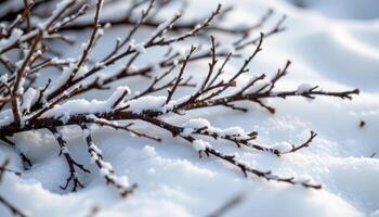 frost covered twigs lying on soft snowy ground photo