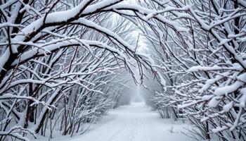 snow laden branches forming a canopy over a trail photo