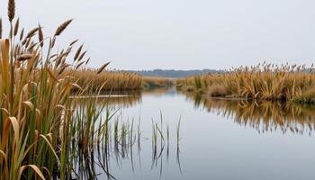 flat wetland with tall reeds and a glassy water surface photo