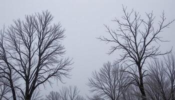 bare trees with frost tipped branches against a gray sky photo