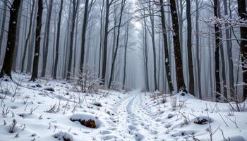 misty winter forest with a layer of freshly fallen snow photo