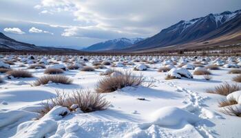 frozen tundra with low shrubs and snow patches photo
