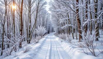 snow covered trail winding through frosted birch trees photo