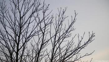 bare branches silhouetted against a soft gray winter sky photo