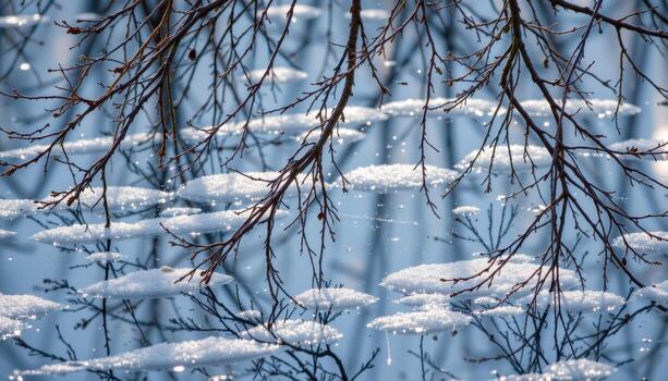 frozen pond reflecting bare tree branches above photo