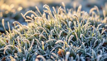 ice coated grasses shimmering in morning frost photo