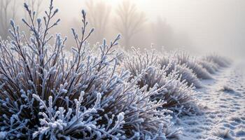 frozen fog weaving through frost coated bushes photo