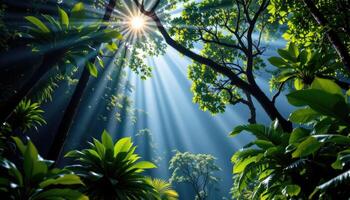 tropical rainforest canopy with shafts of sunlight breaking through photo