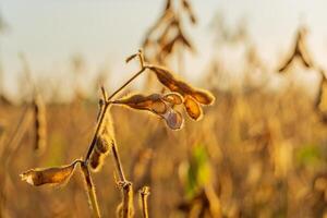 Ripe soybean pods dangle from a plant in a field during the golden hour of autumn, showcasing their mature state ready for harvest photo