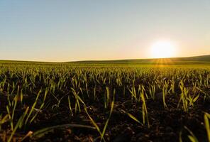 Fresh wheat sprouts emerge from dark soil under the soft light of dawn, signaling growth and renewal in a winter field photo