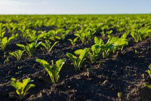 Vibrant sugar beet plants thrive in neat rows, soaking up sunlight in a fertile field, signaling a promising harvest in the growing season photo