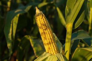 A close-up view of a mature corn cob surrounded by green husks, highlighting its ripened yellow kernels in a field setting photo