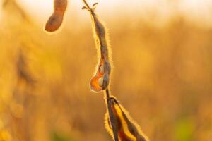 Soybean pods are illuminated in golden light as they hang from the plant in a field, signaling the approach of harvest in the evening photo