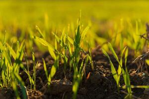 Young winter wheat sprouts emerge from fertile soil in a field, basking in warm sunlight during the growth phase of the season photo