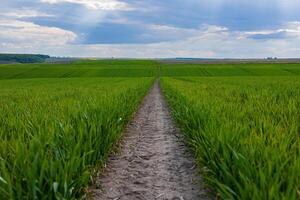 A dirt path winds through a bright green field, framed by expansive clouds and sunlight breaking through, capturing nature's tranquility photo